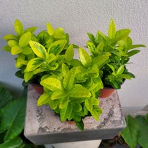 무배 3개발송 금사철 소품 월동식물 10-25cm 99