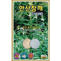 안산 참깨 씨앗 3000립 진흥 가지깨 코팅 종자 참깨씨앗
