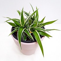 오션 키우기 쉬운 꽃도매시장 실내공기청정 식물, 2.핑크화분