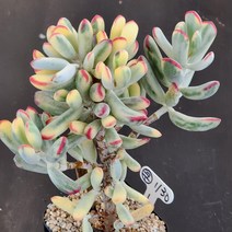 다육식물(원종복랑금) 130(1), 1개