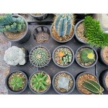선인장 다육이 포트 난봉옥 금성 축옥 용신목철화 장군철화 백성, 1개