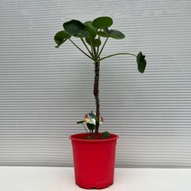 [다은꽃농원]동글동글 귀여운 잎 필레아페페 대품 돈나무 키우기쉬운 실내공기정화식물 인테리어