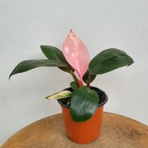 7500 필로덴드론 핑크콩고 소품 수입식물 10~25cm, 1개
