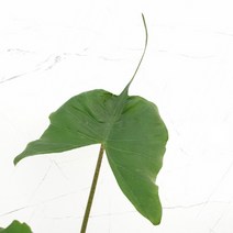 도희씨네 정원>> 가오리 알로카시아 스팅레이 알로카시아 170″ class=”wr-img”></a></div>
</p></div>
</p></div>
</p></div>
<div class=