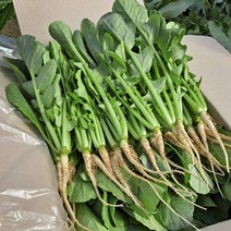 포천 싱싱 어린 열무 얼갈이 채소한의 식탁, 어린열무2kg, 1개