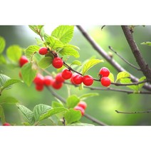 [농업의 신]앵두나무 묘목 접목1년생 특묘, 하묘, 1개