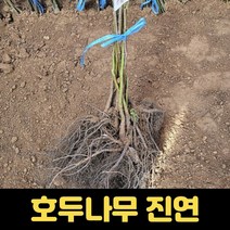 호두나무 왜성 진연 4호 왜성호두 묘목 특묘, 1개