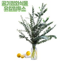 향 좋은 실내 공기정화 식물 유칼립투스 블랙잭 생화 1단 60cm이상 영양제 증정