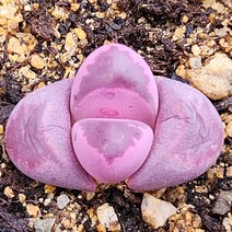 주문폭주 국민다육이 모아보기, 9번- 루비, 1개