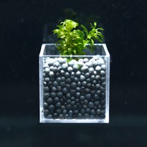 어항수초 컨테이너 검정말 세트, 단품