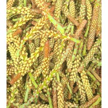 송화솔순500g 솔잎순 어린솔잎 솔순청 솔순주 담금주 솔잎효소 솔순효소 엑기스 생솔순 소나무순 송순 송화피클 송화주, 1개, 500g, 500g