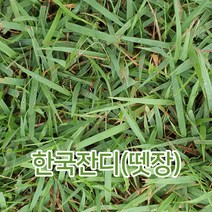 한국잔디뗏장 18cm*18cm*2cm(가로/세로/두께)20장 산소공원 정원용, 20매