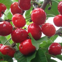 묘목/체리 다카사고/접목 1년 (산벚 대목)/3주 KJ393