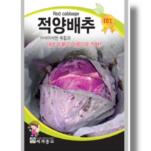 양배추 씨앗 아삭하고 생식용 샐러드 요리용으로 좋은 적양배추