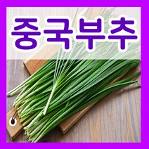 중국부추씨앗 8g 중국부추씨 파종키우기 종자심기