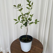 구아바 묘목 열매열리는 나무 온정원 공기정화식물, 1개