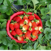고당도 설향딸기 35구 상-1박스(900g내외) 남도오일장 프리미엄 담양딸기 당일수확 산지직송, 1개