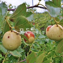 [모든원예조경] 왕대추나무 (접목1년생) 상묘 대추묘목 사과