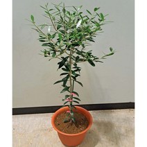 [이삽저삽] 올리브나무화분(키80-90cm내외/화분포함)토피어리 아르베키나 올리브열매 식용.약용식물/공기정화식물 실내인테리어용 관상용