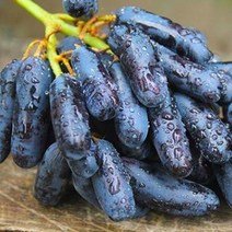 블랙사파이어포도 1-2kg 씨없는 고당도 가지포도, 1kg
