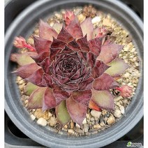 [평창] 장미피핀 바위솔, 1개