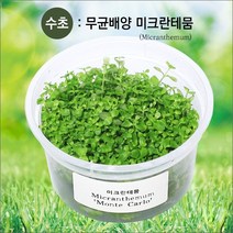 무균 배양수초 미크란테뭄, 1개