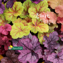 휴케라 [1포트] 5종합식 (복남이네야생화 야생화 모종 나무아래 반그늘 지피식물 서양바위취 휴체라 heuchera)