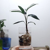 러브코리아 관음죽 수경재배 홈가드닝 네모 진청색 화병포함 (집에서키우기쉬운식물/음지식물/그늘에서잘자라는식물/수경식물/식물/원예/건강/생활 추천)