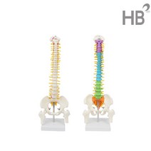 척추모형 요추 경추 모형 45cm 기본타입 컬러타입 대퇴골 병원용 한의원용 천골, 척추모형 45cm(컬러타입)
