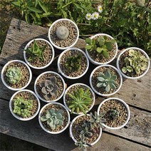 [행복한세상]러블리다육이, 러블리다육이-청성미인