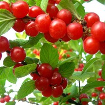 묘목 앵두 접목1년 /3주 R0941