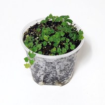 제주애기모람 화분(10x8cm) 실내 공기정화 반려식물 테라리움, 1개