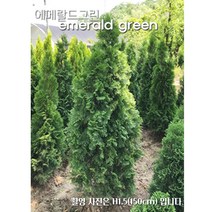 에메랄드그린 조경수 울타리용나무, H1.0.(100cm), 1개