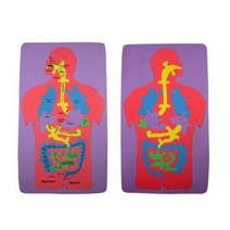 EVA 인체내부구조 영어 퍼즐 색상랜덤 1개