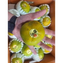 햇단감 창원 태추단감 고당도 배 단감 식감 배감, 2kg(9과내외), 1개