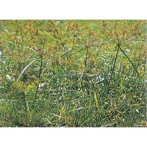 향등골풀 화분 2개세트 모종 향등골나물 야생화 자생홍 향등골 산야초 노지월동 식용식물na