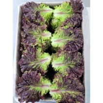 야채왕 상추 1kg 쌈채소 적상추 꽃상추 상추쌈 찹상추, 꽃상추1kg