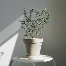 올리브 나무, 올리브 나무 + 독일토분 마블 회색 (받침포함)