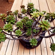 레티지아 대품 계절 옷을 물들이는 다육식물1-300, 단품