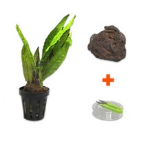 바보사랑 DIY 마이플랜츠 화산석 미크로소리움 .미미네아쿠아