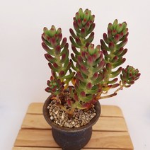 루비틴트 다육이 핑크빛 다유기 다육식물438, 단품