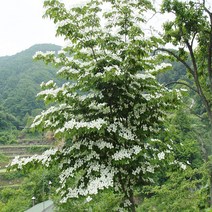 착한가격나무생각 자귀나무 실생2년 뿌리묘 20주묶음, 주