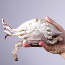 넉넉수산 국내산 알가득 몸통 중량 냉동 몽당 암꽃게 3 4 5미 1kg, 1kg(3~5미)