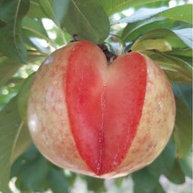 자연농원 플루오트 (살구+서양자두)접목묘 퓨전과수 최소구매2개, 플레이버킹특묘