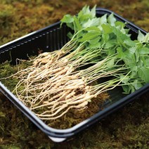 장성농장 문영철 GAP 인증 새싹쌈, 새싹삼 미니 50수 [1~2년생]