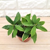 [모종가게]천리향 향이 천리가는 식물 화분