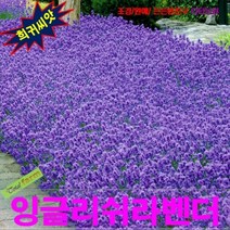 (희귀씨앗) 잉글리쉬라벤더 히드코트 15립, 상세페이지 참조