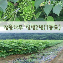 착한가격나무생각 참옻나무 실생2년(1등묘)10주묶음
