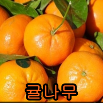 크렌베리묘목 포트묘3그루 유실수 꽃나무 나무묘목, 귤나무결실주1주