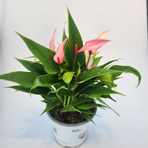 안스리움 릴리 분홍색꽃 4계절꽃보기, 1개